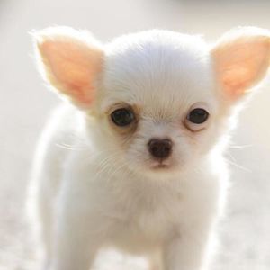 Meet your Posher, Leah